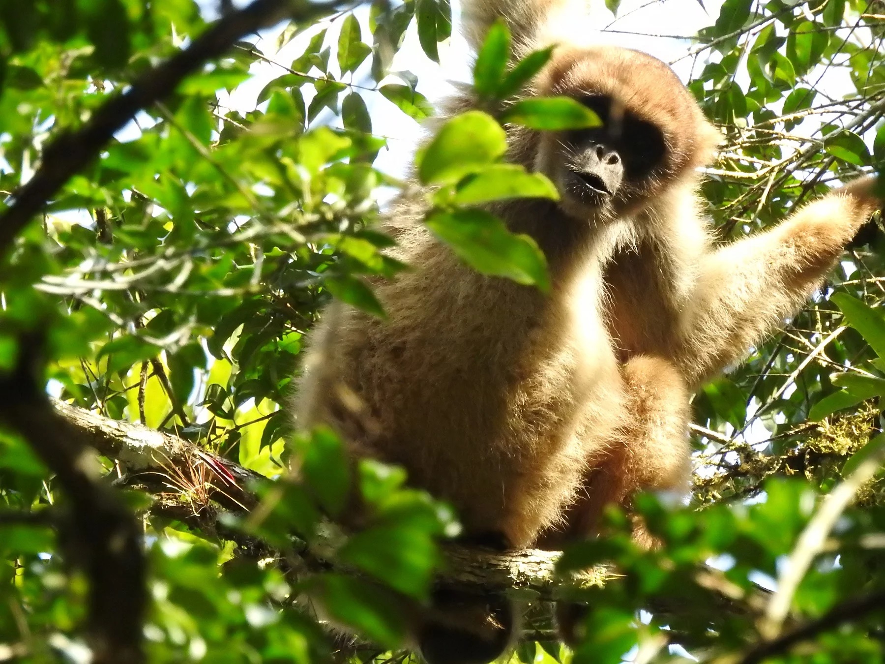 Espécies de macaco - Importância para o equilíbrio do meio ambiente