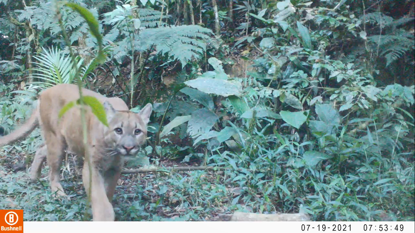 Mata Atlântica é o bioma com mais espécies de fauna e flora ameaçados de  extinção – Legado das Águas