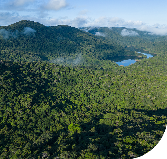 Vista aérea de floresta preservada